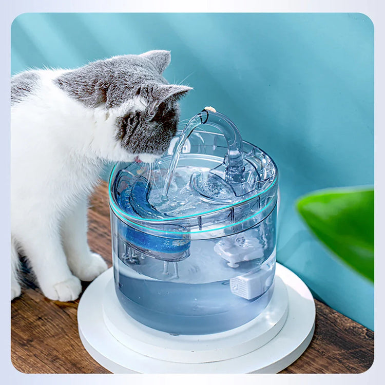 Fontaine à eau chat