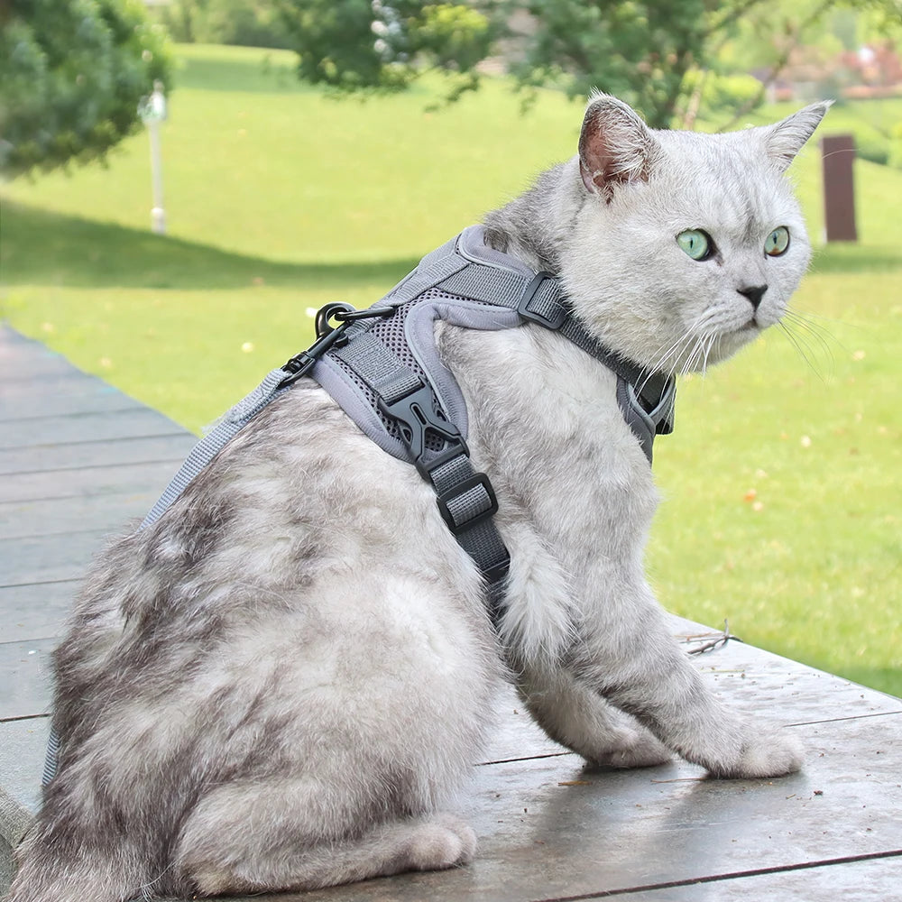 Harnais pour Chat