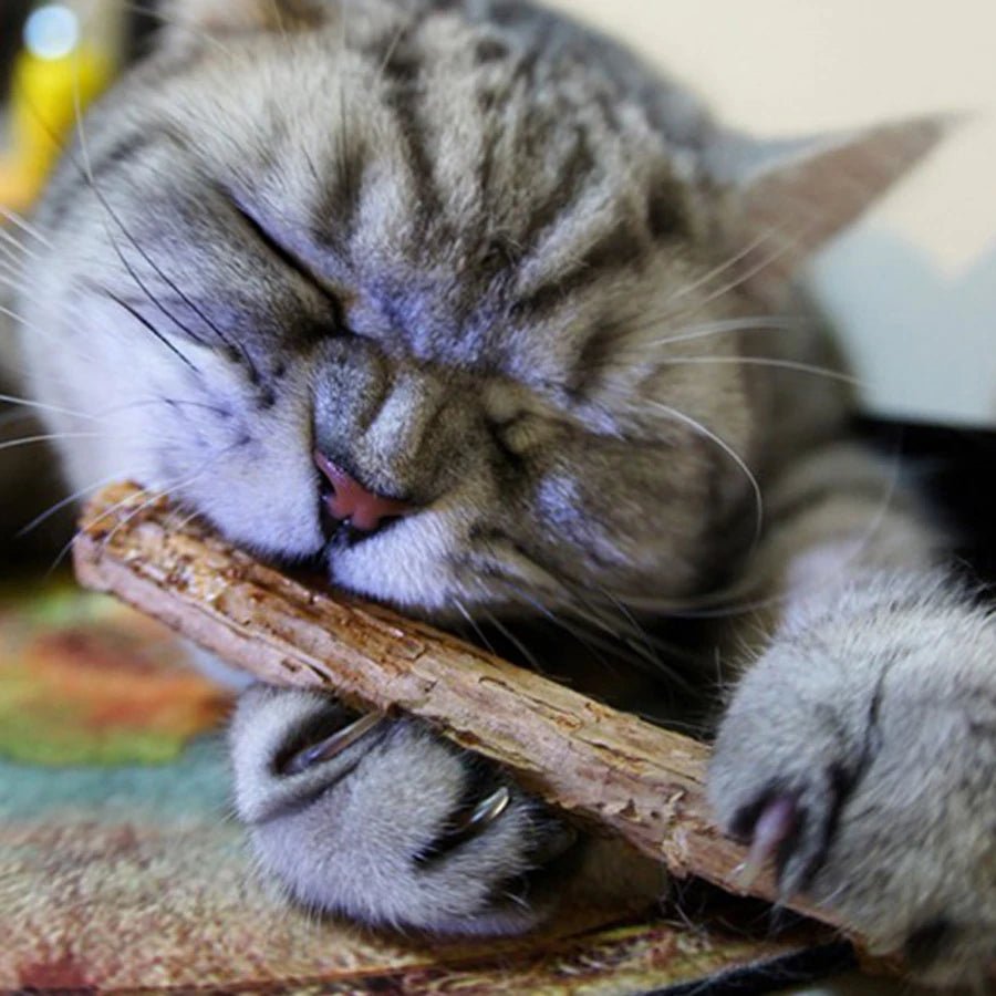Bâtons herbes à chats - Les Félins Malins