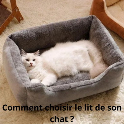 Comment choisir le lit de son chat ?
