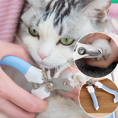 Comment prendre soin de son chat " les essentiels de sa santé "