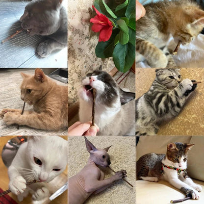 Bâtons herbes à chats - Les Félins Malins
