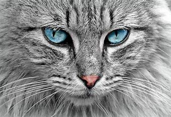 LES FELINS MALINS-univers du chat 